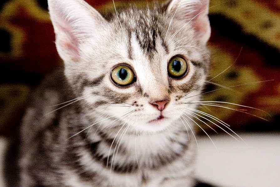 グーグーだって猫である Blu-ray スペシャル・エディション oyj0otl Amazon.co.jp: グーグーだって猫である Blu-ray スペシャル